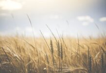 Co to są podstawowe umiejętności cyfrowe?