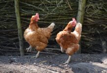 Jakie są typy lekcji?