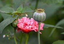 Czy da się wyleczyć zaburzenia pamięci?