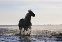 Gdzie powstały standardy US GAAP?