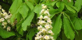 Czy z polską matura można studiować za granicą? Czy z polską matura można studiować za granicą?