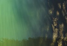 Co oznacza poziom C2? Co oznacza poziom C2?