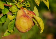 Jakie odżywki przed zawodami?