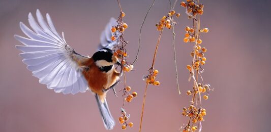 Na czym polega obserwacja psychologiczna?