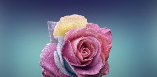 Czym się różni klub sportowy od stowarzyszenia?