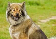 Czy warunek liczy się do średniej?