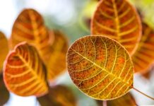 Który to synonim wyrażenia do imentu milionerzy?