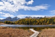 Ile trwa staż psychologa?