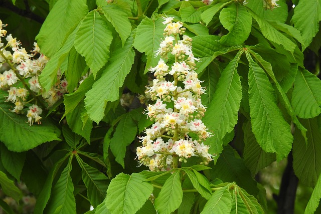 Czy da się studiować za granicą bez matury międzynarodowej? Czy da się studiować za granicą bez matury międzynarodowej?