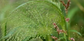 Skąd pochodzi pierwsza forma języka pisanego? Skąd pochodzi pierwsza forma języka pisanego?