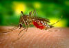 Czym skutecznie odstraszyć komary