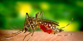 Czym skutecznie odstraszyć komary